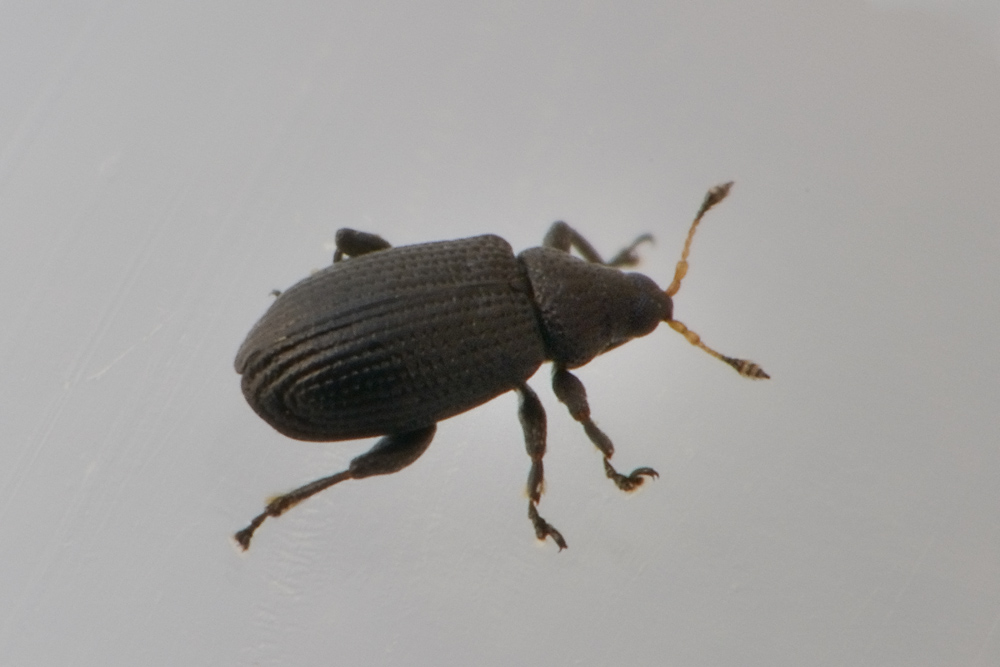 Curculionidae: Rhamphus pulicarius ? S !